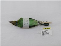 藏品(五色鳥)的圖片